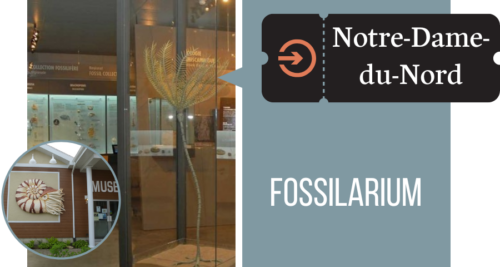 nddn-fossilarium-rbatnq